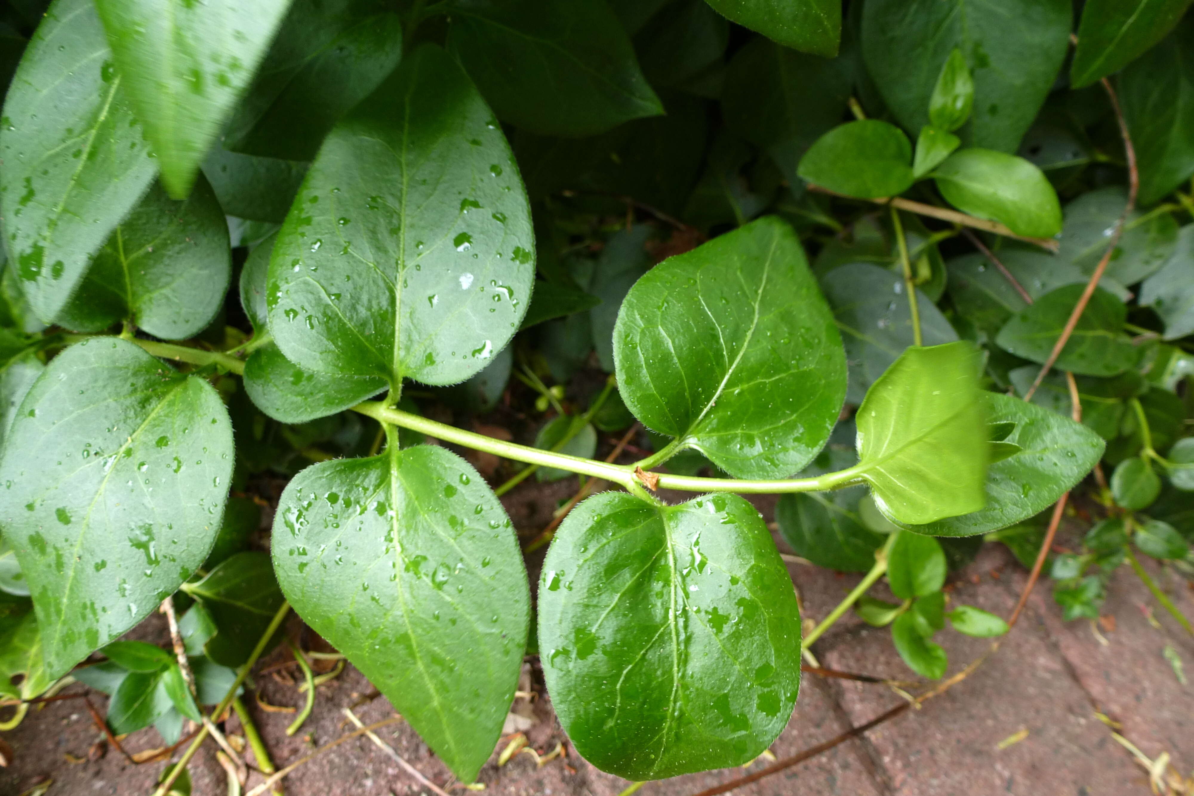 Image of Greater Periwinkle