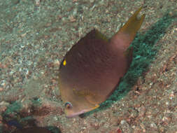 Image of Dwarf slingjaw wrasse