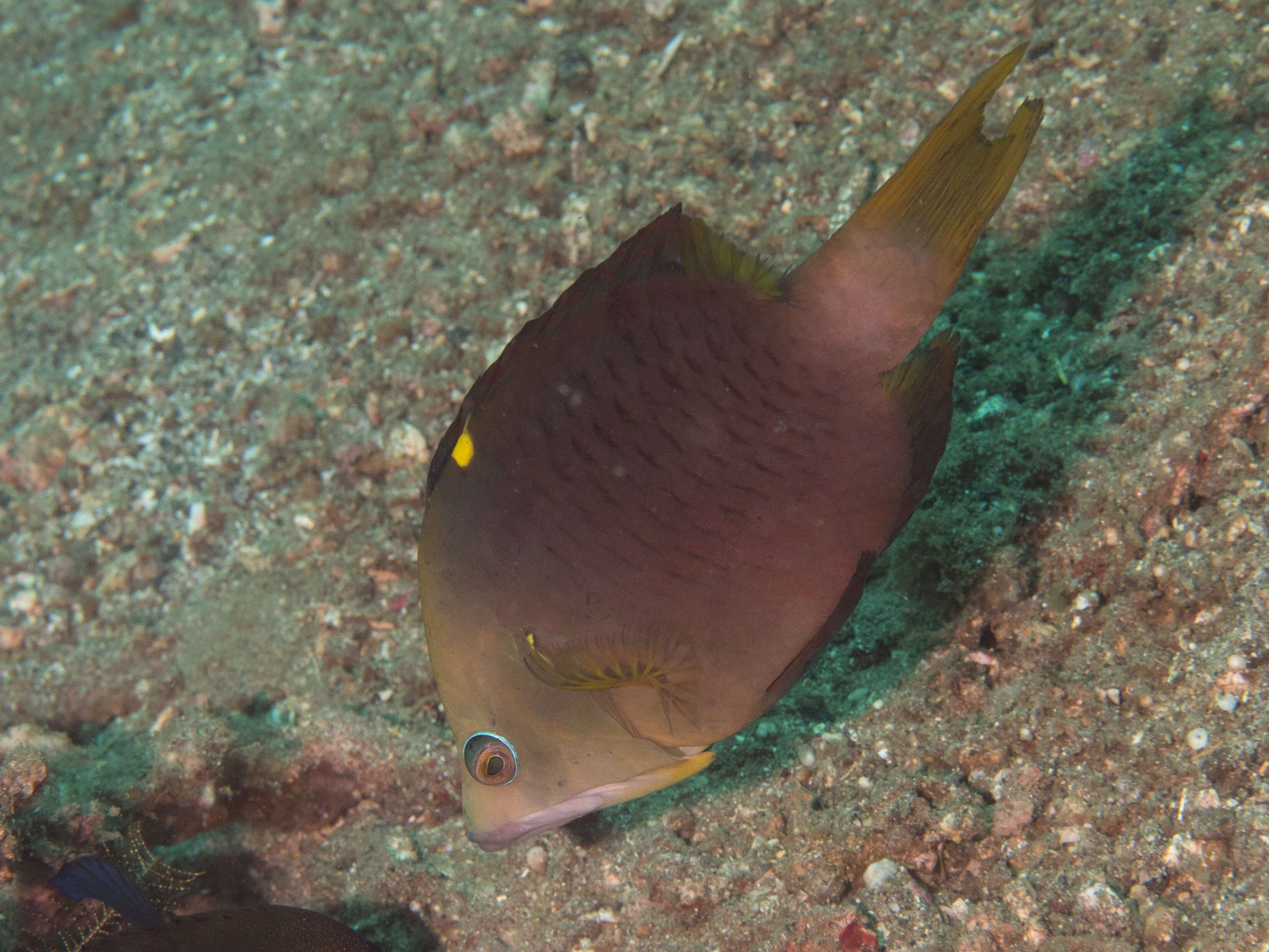 Image of Dwarf slingjaw wrasse