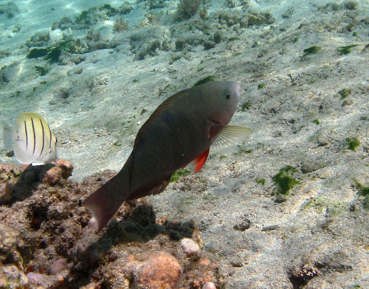 Image of Batavian Parrotfish