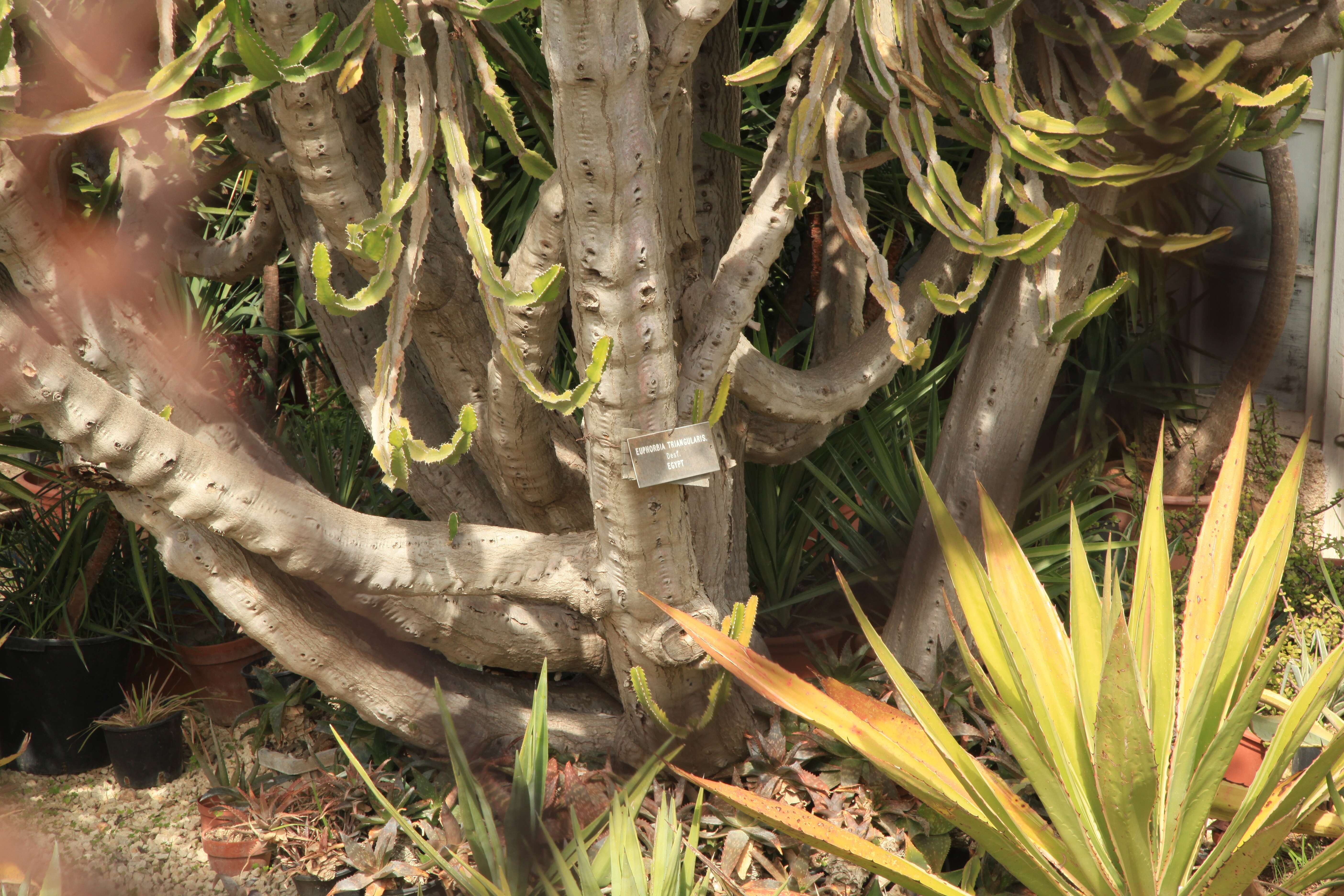 Imagem de Euphorbia triangularis Desf. ex A. Berger