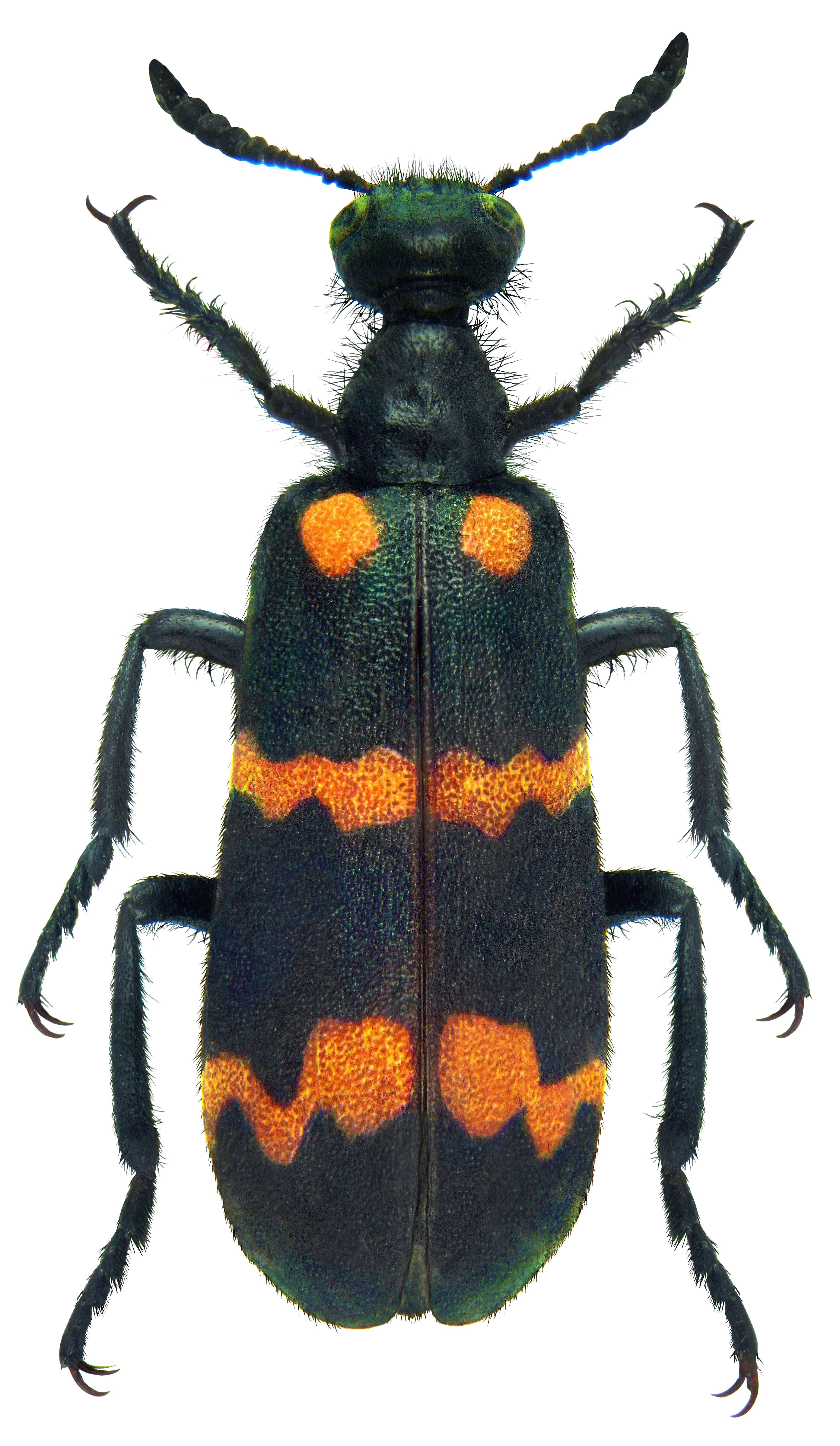 Image of Mylabris pustulata