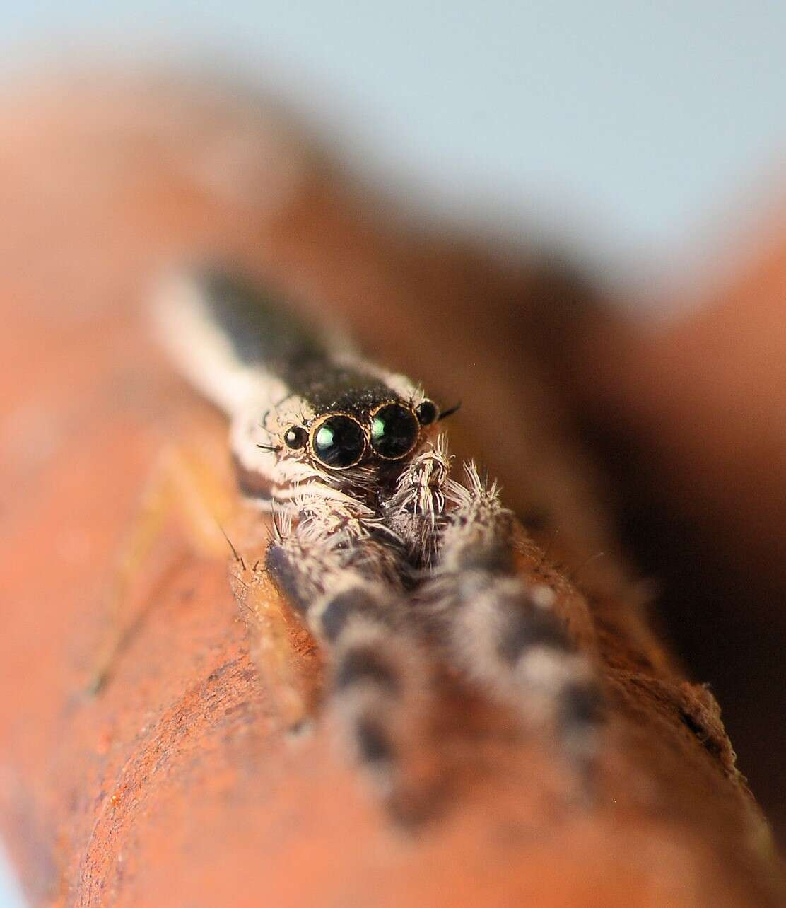 Image of Pike Slender Jumper