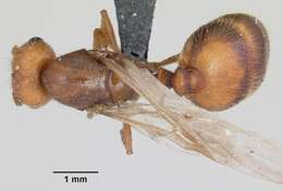 Solenopsis geminata (Fabricius 1804) resmi