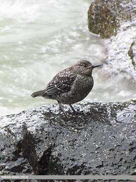 Image of Brown Dipper