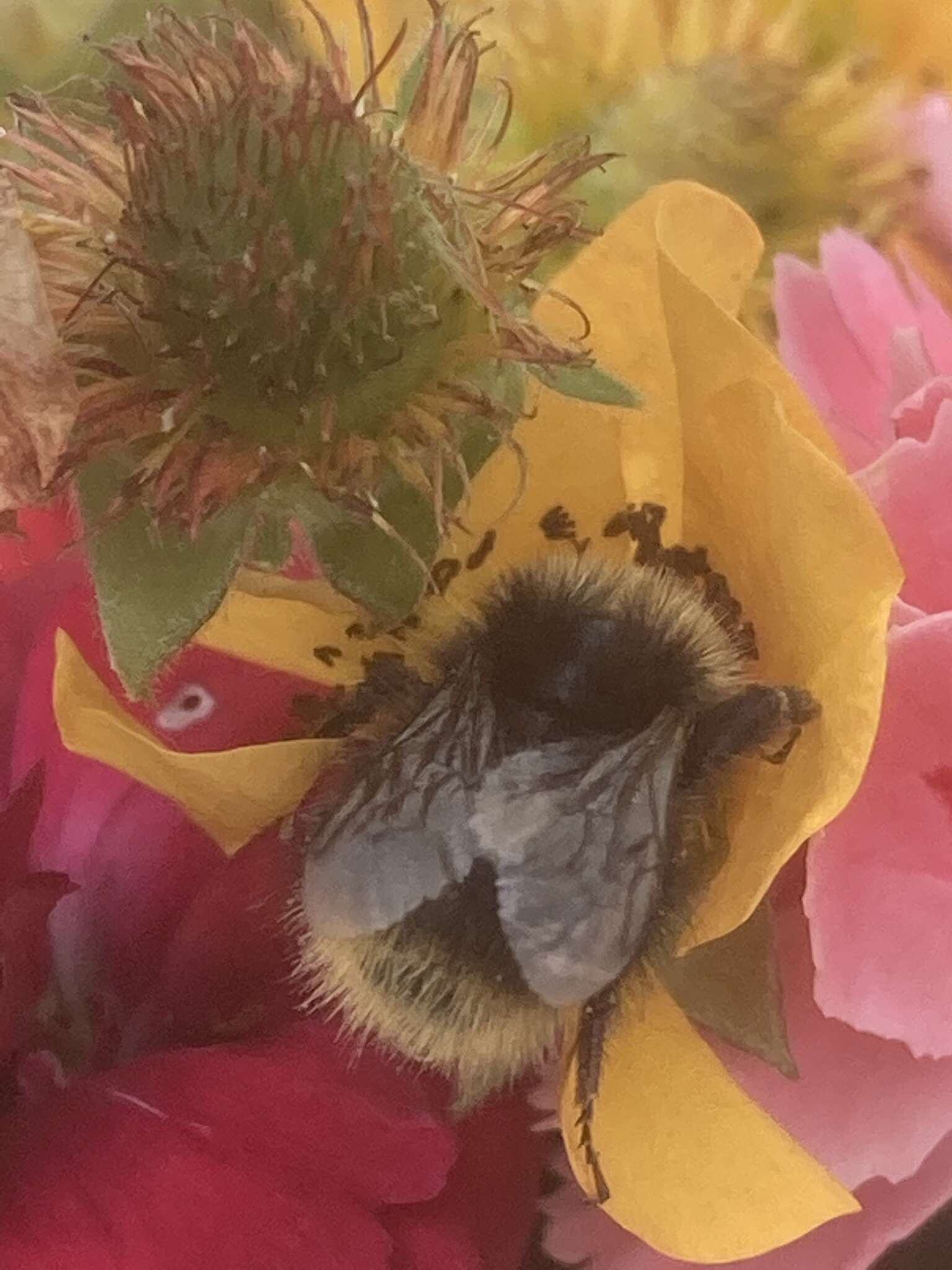 Plancia ëd Bombus pratorum (Linnaeus 1761)