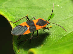 Image of Large Milkweed Bug