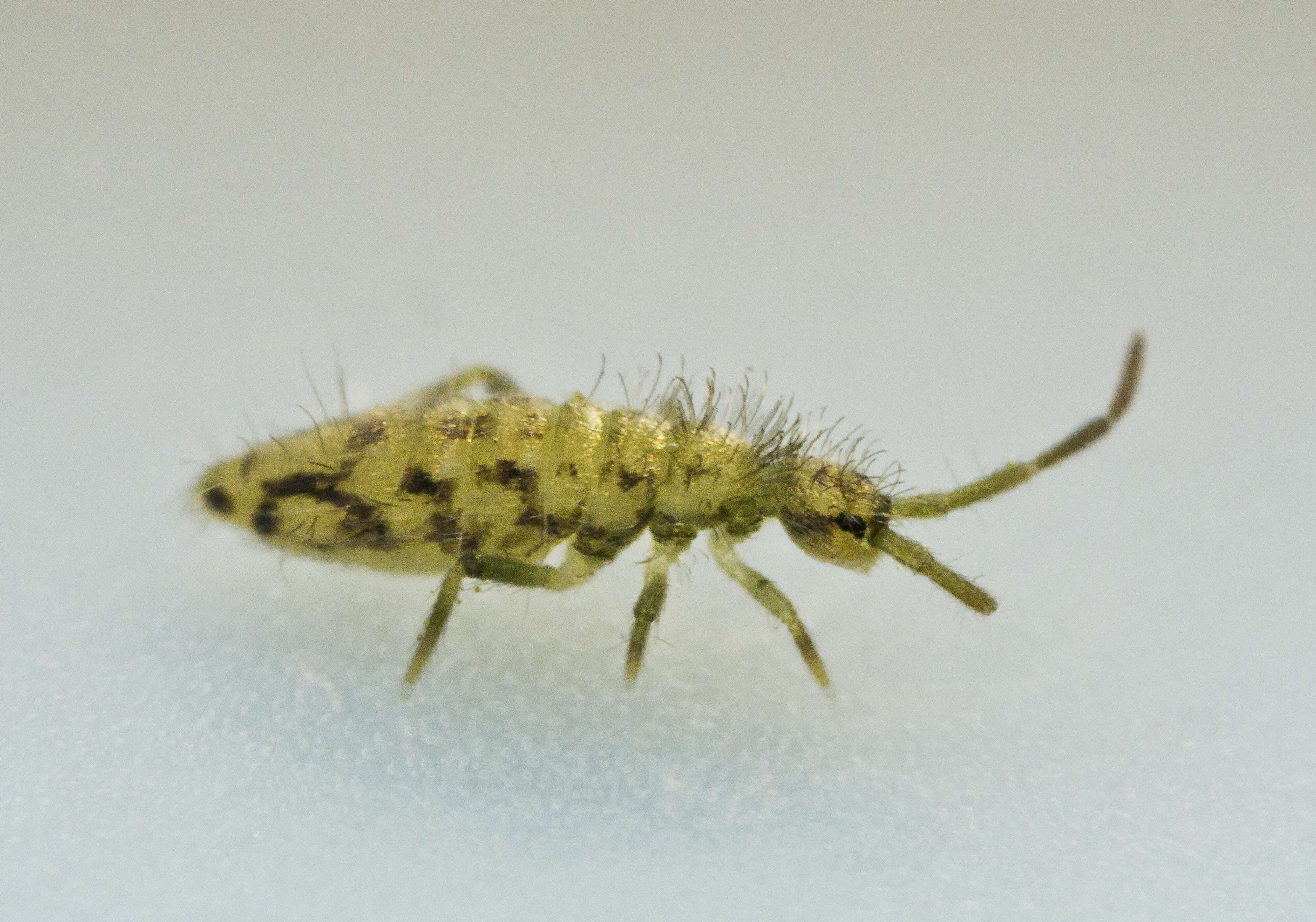 Image of Entomobrya