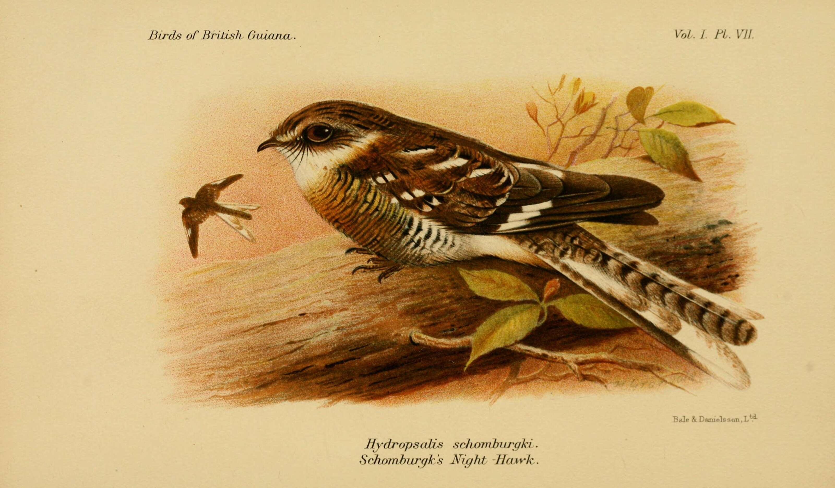 Image of Ladder-tailed Nightjar