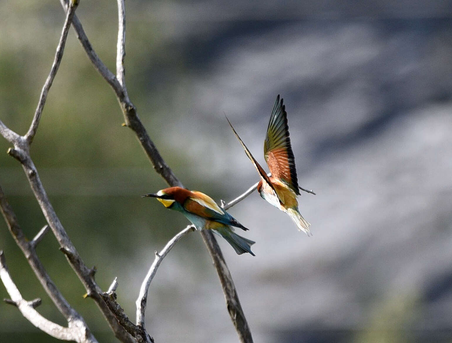 Image of bee-eater, european bee-eater