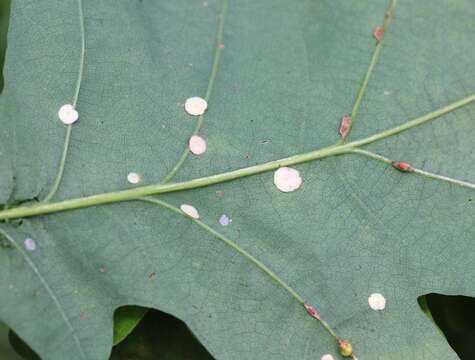 Image of Red-pea gall