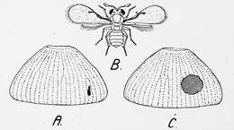 Image of Trichogramma