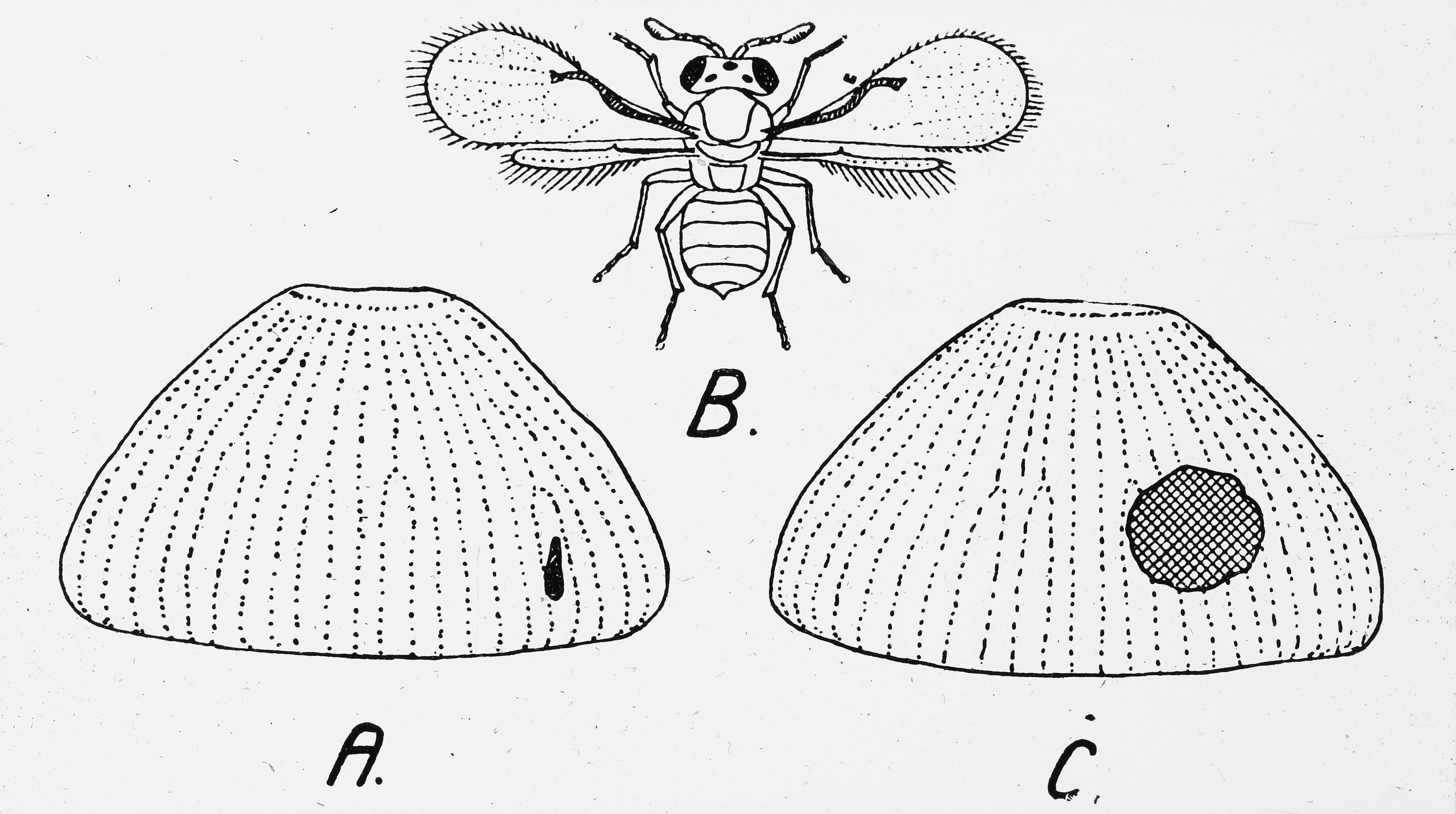 Image of Trichogramma