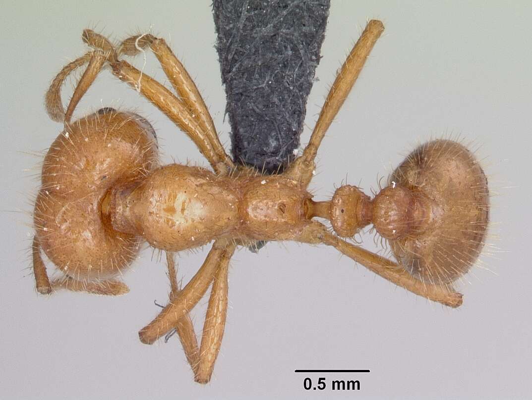 Solenopsis geminata (Fabricius 1804) resmi