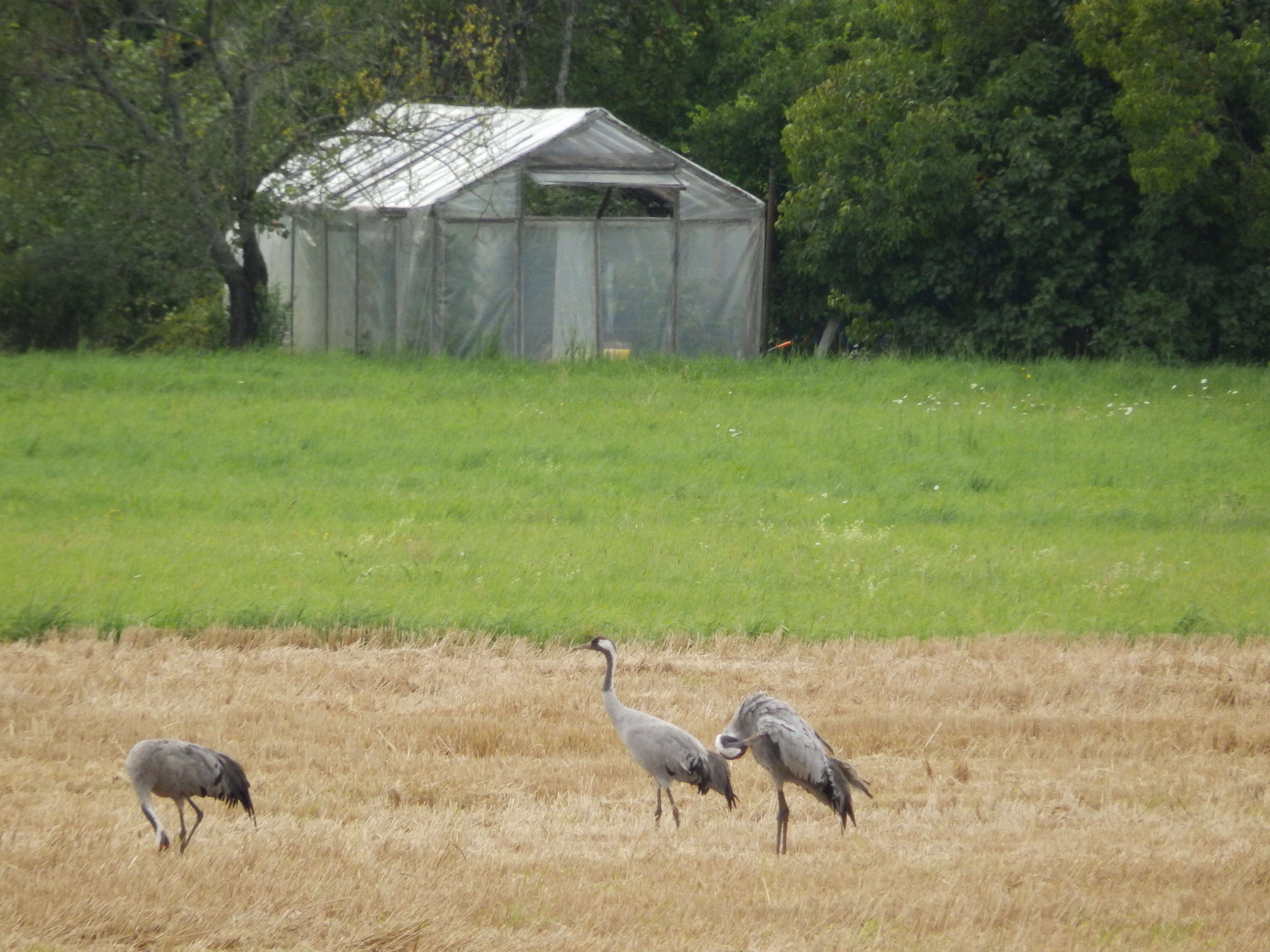 Image of Common Crane