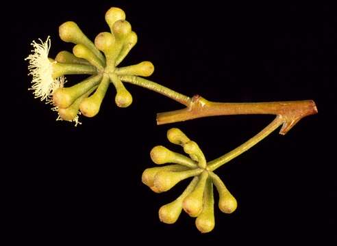 Image of Eucalyptus consideniana Maiden