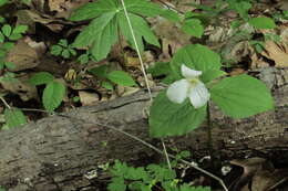 Image of White trillium