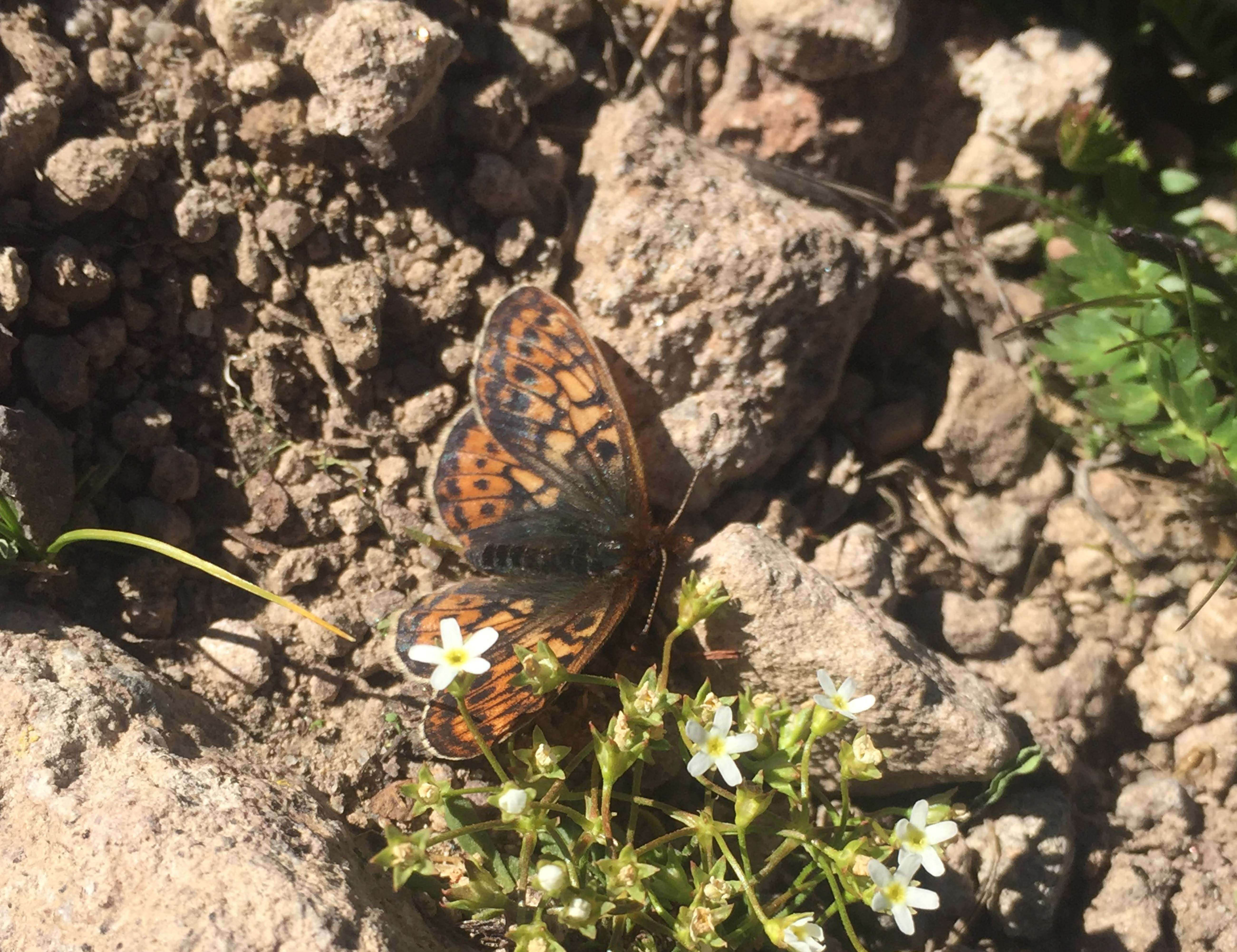 Image of Uncompahgre fritillary butterfly