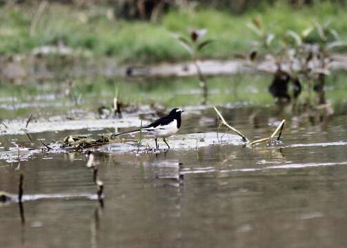 Image of White-browed Wagtail