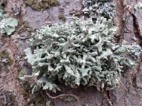 Image of ring lichen