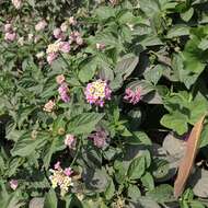 Image of lantana