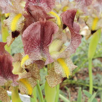 صورة Iris paradoxa Steven