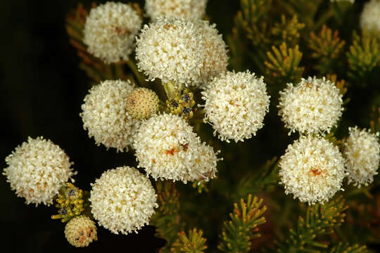 Image of Berzelia lanuginosa (L.) Brongn.