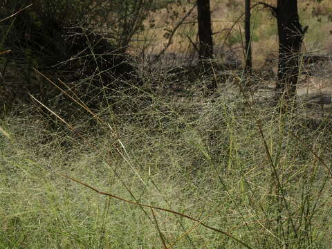 Imagem de Muhlenbergia asperifolia (Nees & Meyen ex Trin.) Parodi