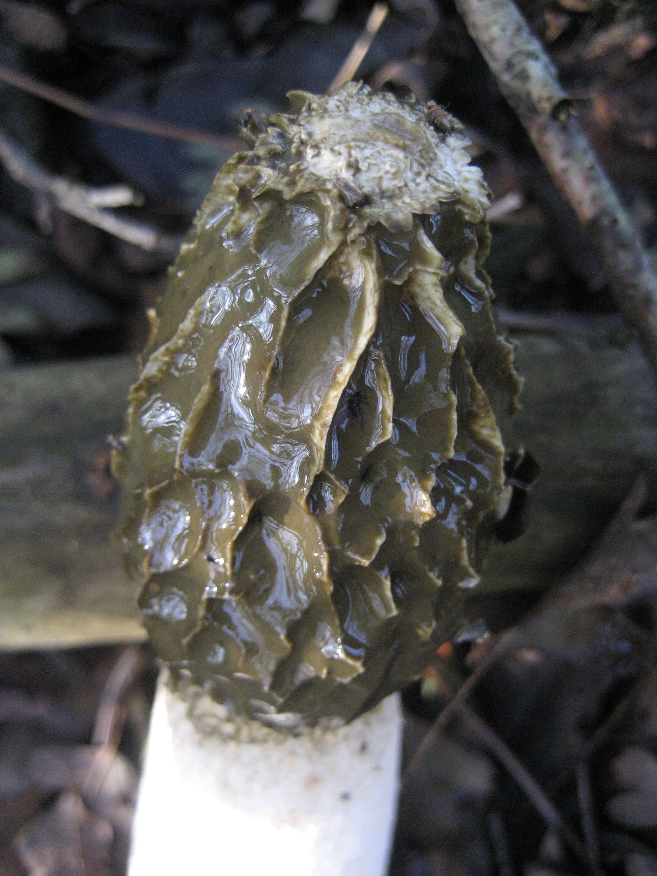 Image of Stinkhorn