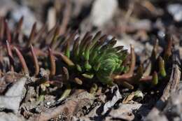 Слика од Petrosedum rupestre (L.) P. Heath