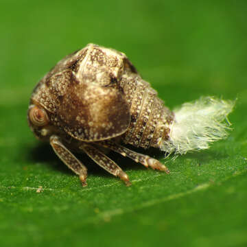 Image of Two-striped Planthopper