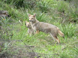 Image of Lycalopex gymnocercus