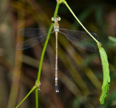 Image of Platylestes platystylus (Rambur 1842)