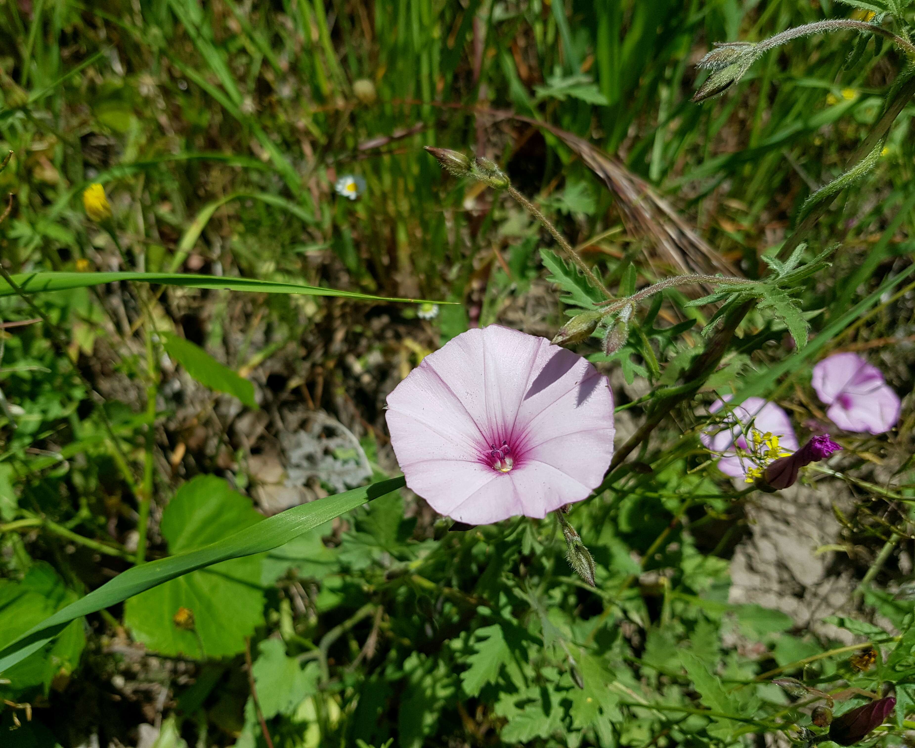 Image of mallow bindweed