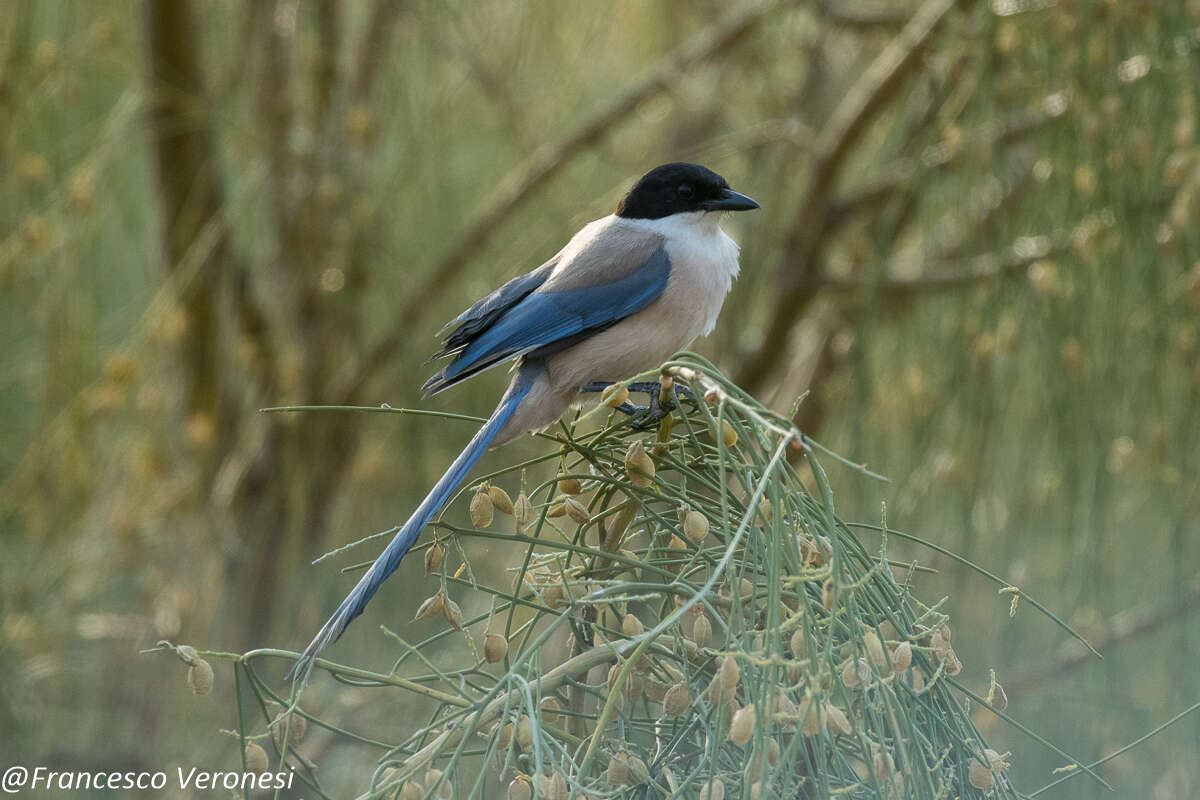 Image of Iberian Magpie