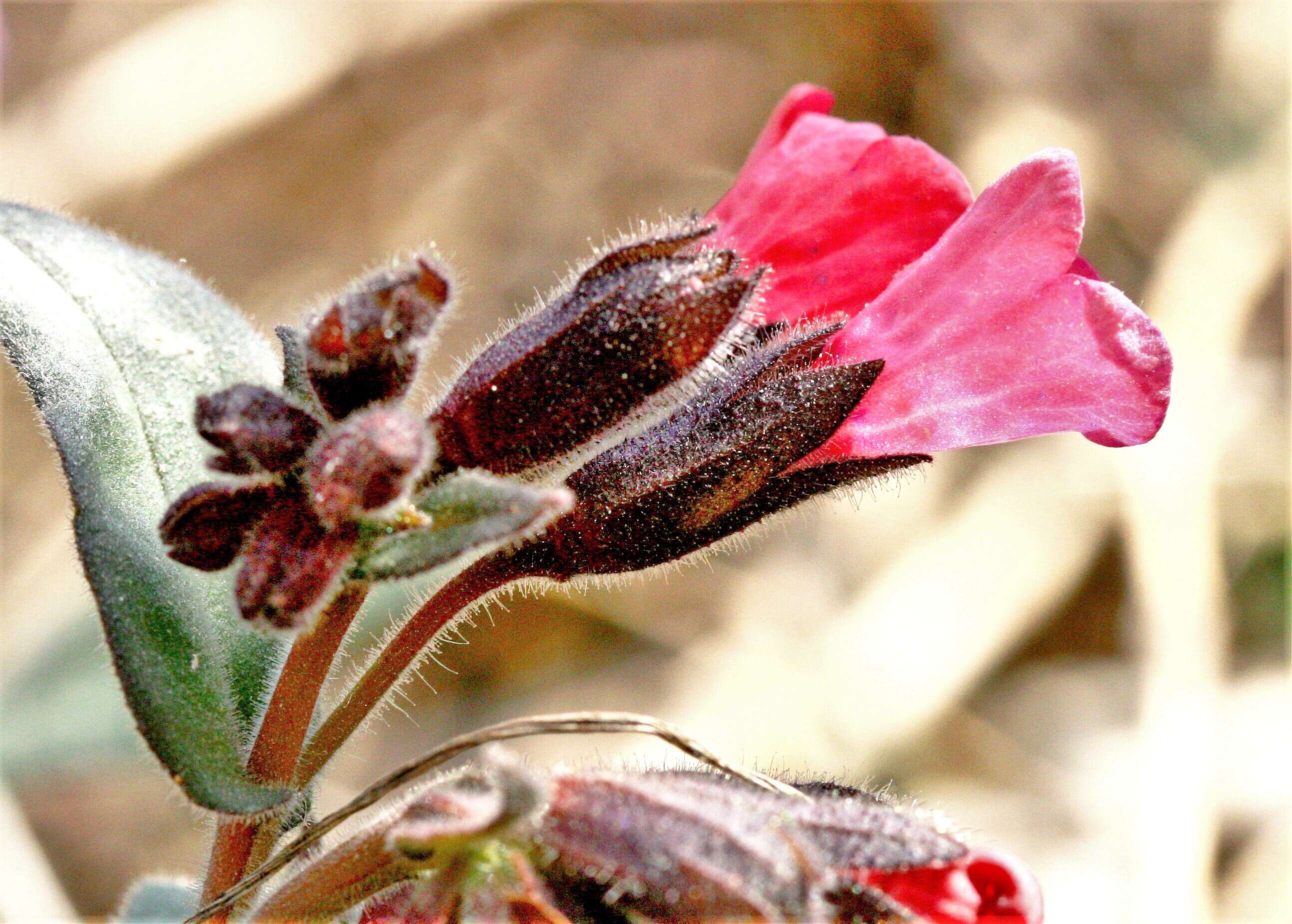 Image of Lungwort