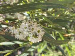 Image of Eucalyptus viridis subsp. wimmerensis (Rufe) M. I. H. Brooker & A. V. Slee