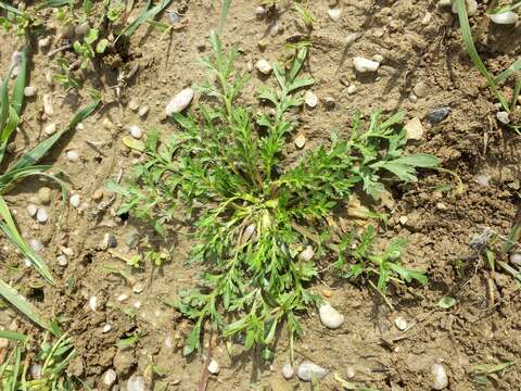 Image of Creeping Watercress