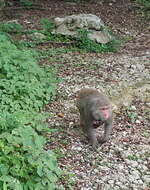 Image of Taiwan macaque