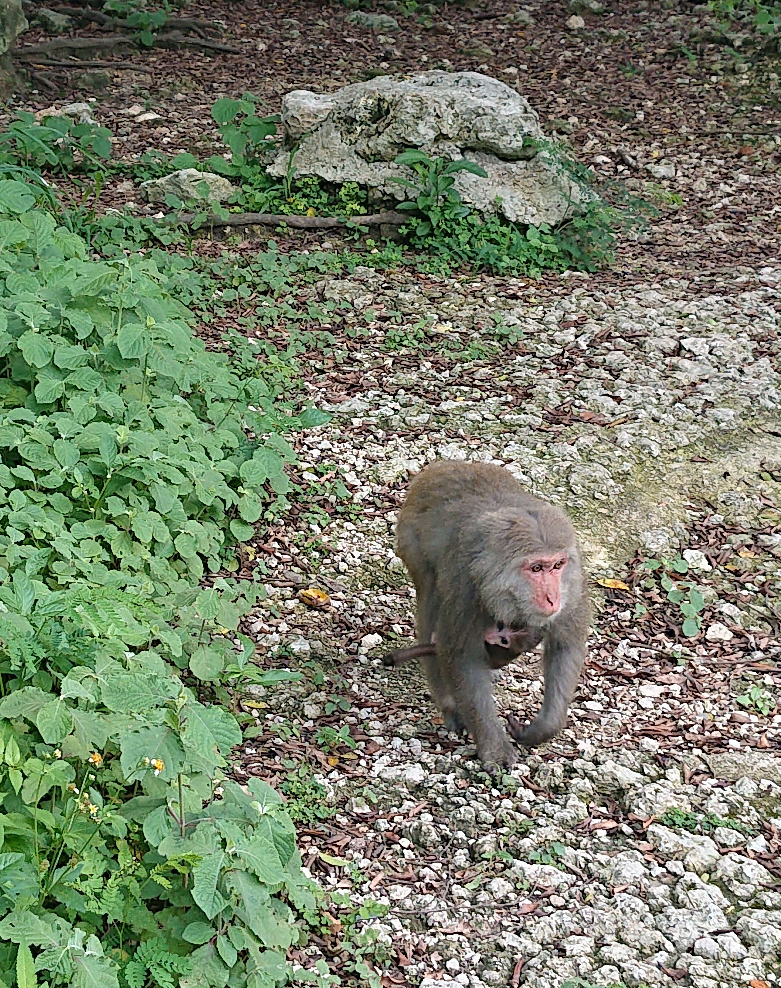 Image of Taiwan macaque