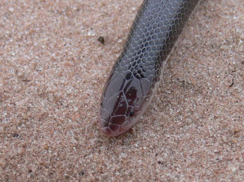 Image of Bibron’s Stiletto Snake