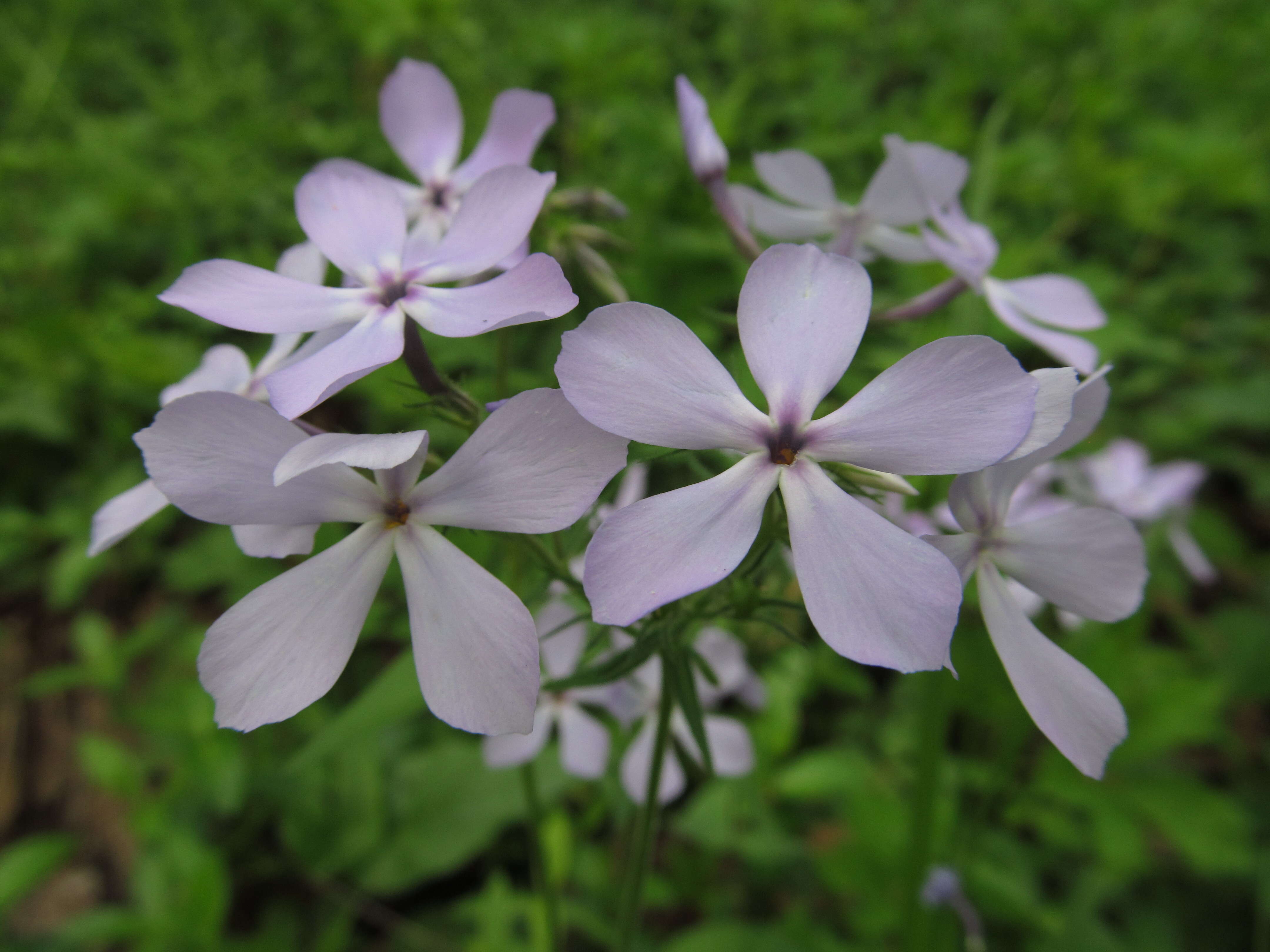 Image of wild blue phlox