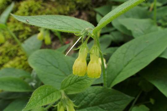 Plancia ëd Symphytum tuberosum L.