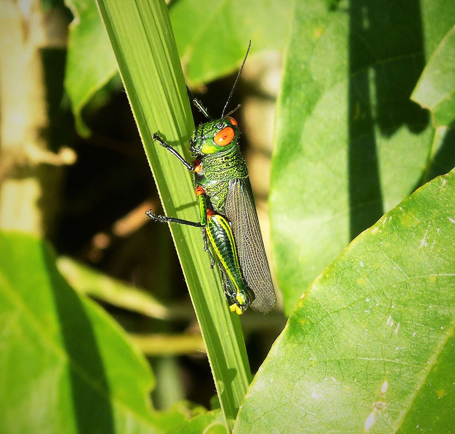 Coscineuta coxalis (Serville 1838)的圖片