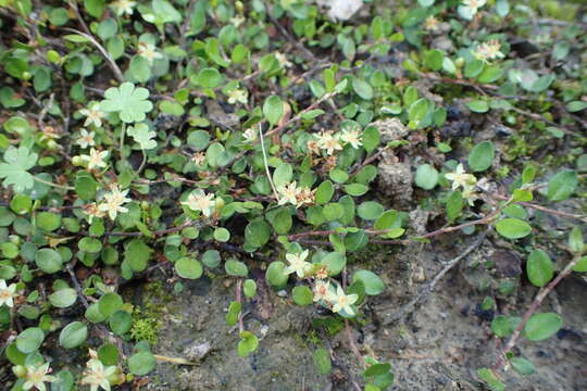 Image of sprawling wirevine