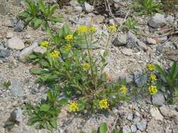 Image of woodland draba