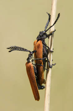 Слика од Metriorrhynchus