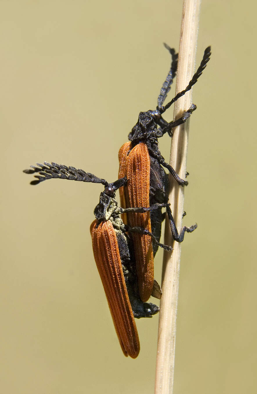 Image of Metriorrhynchus