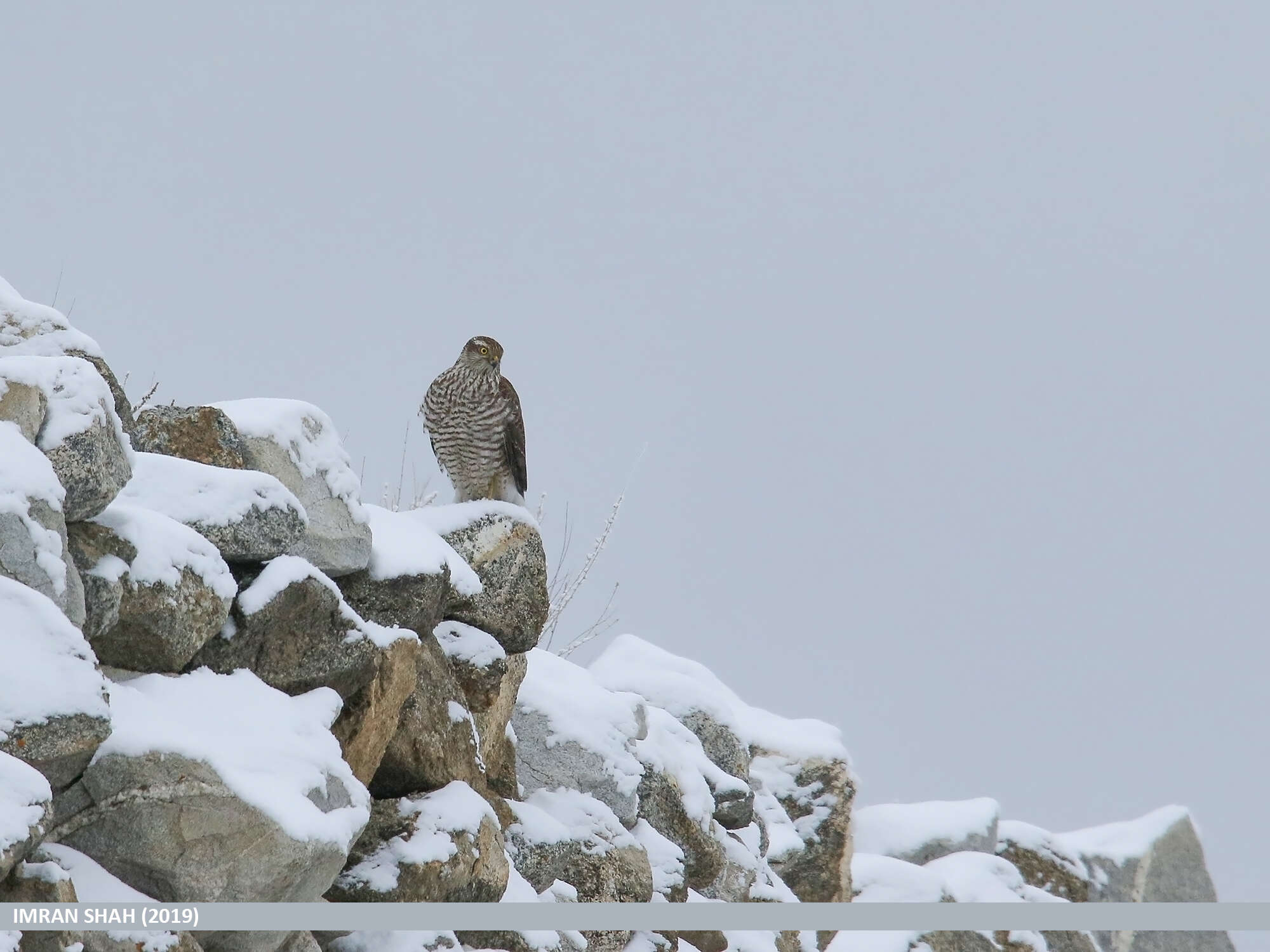 Image of Eurasian Sparrowhawk