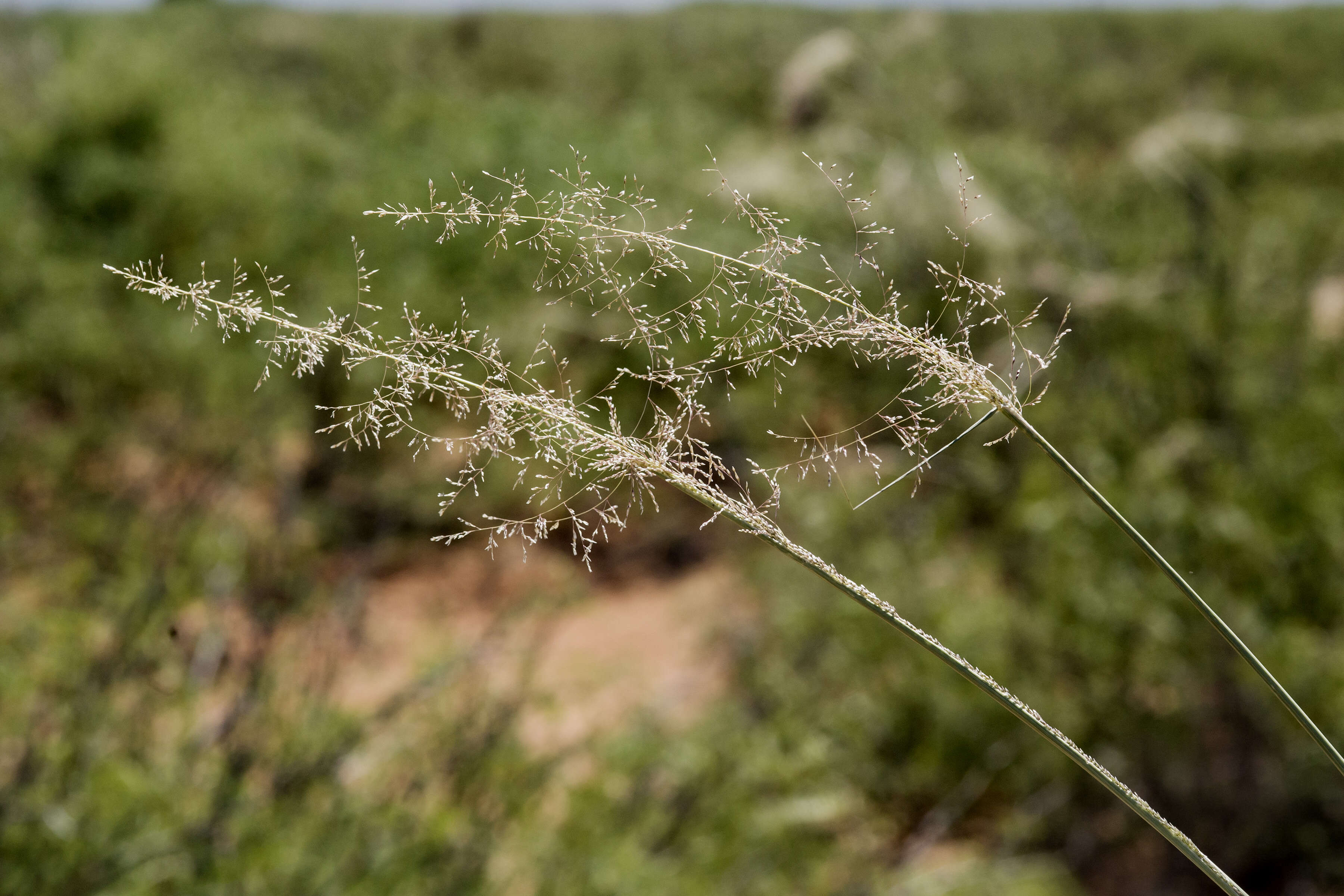 Image of dropseed